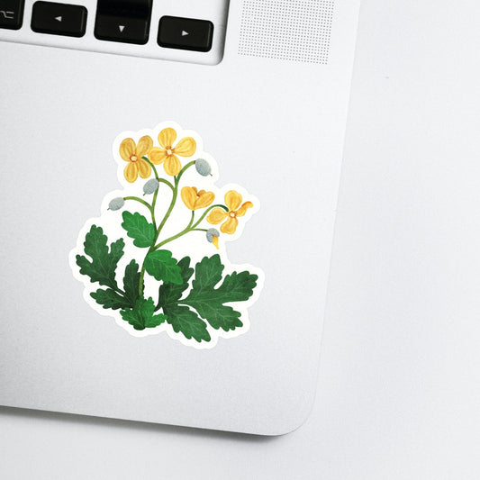 Celandine Poppy Wildflower Decal