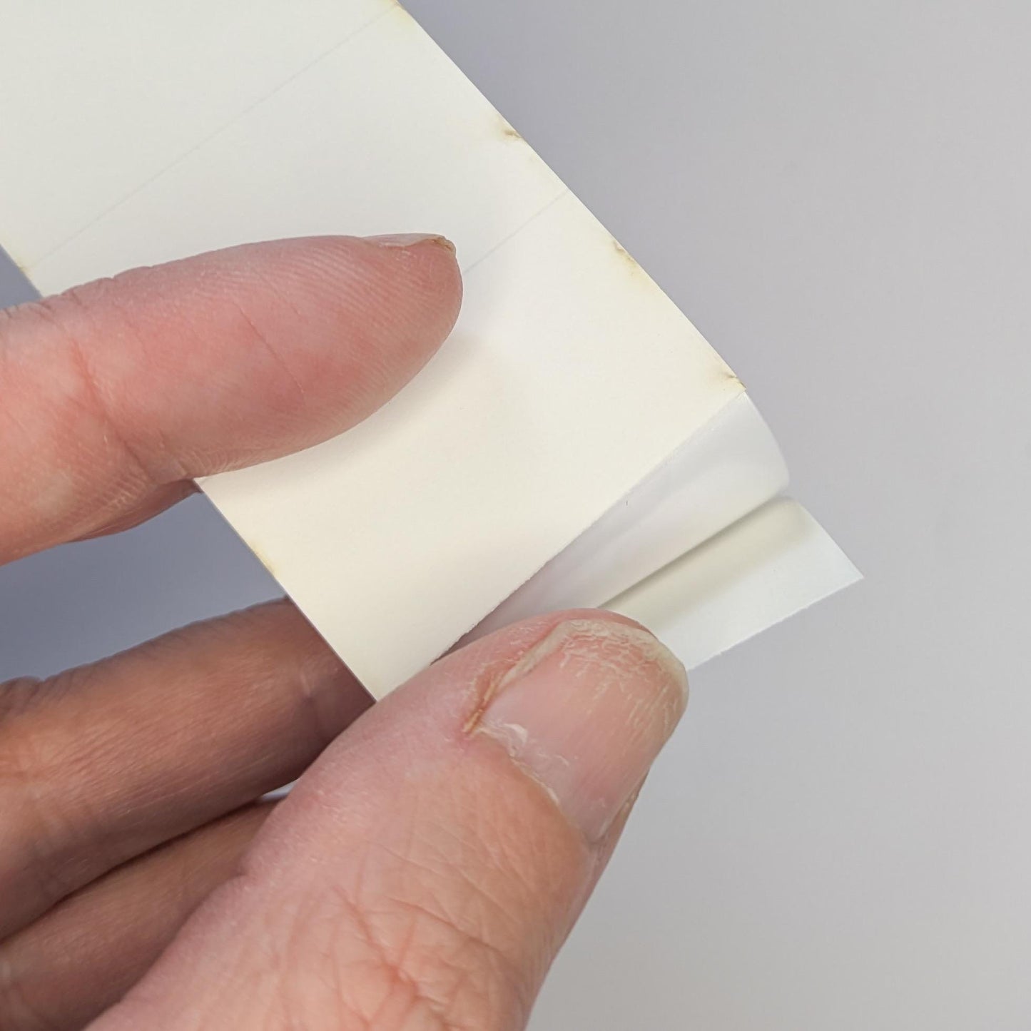 Feminist Decal | Nolite Te Bastardes Carborundorum Sticker